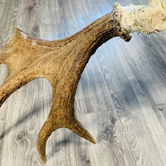 Naturally Shed Wild Moose Antler (Horn, Knife, Carving, Chew, Taxidermy) Full - Picture 15 of 16